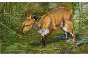"Bushbuck"