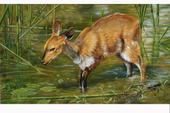 "Bushbuck"