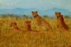 "Cheetahs"