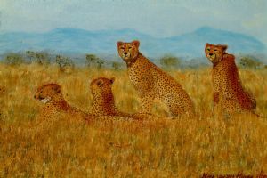 "Cheetahs"