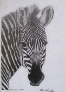 "Zebra"