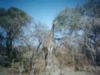 The Giraffe