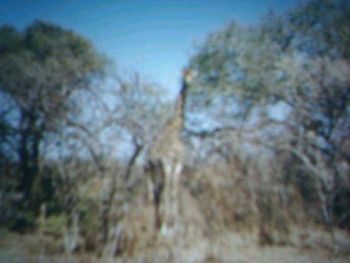 "The Giraffe"
