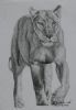 "Lioness"