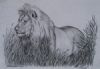 "Kalahari Lion"