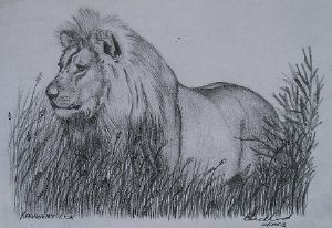 "Kalahari Lion"