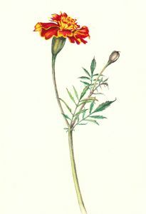 "Marigold"