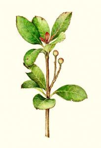 "a twig"