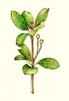 "a twig"