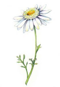 "White daisy"