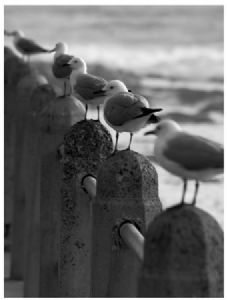 "Gulls in a Row"