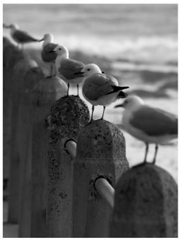 "Gulls in a Row"