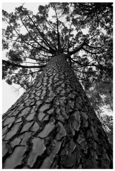 "Stony Pine 1"