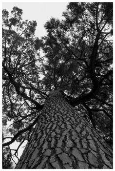"Stony Pine 2"