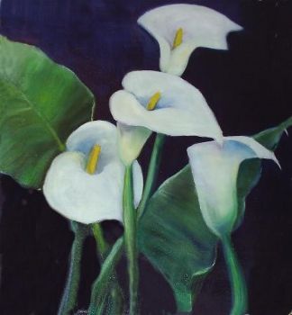 "Arum Lilies"
