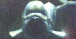 "Beluga 1"