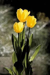 "Tulips - Love (B)"