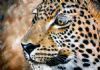 "Leopard"