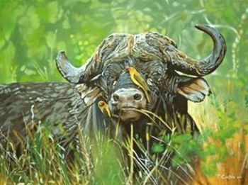 "African Buffalo"