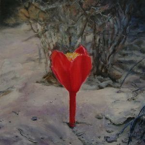 "Haemanthus Pubescence2"