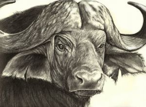 "African Buffalo"
