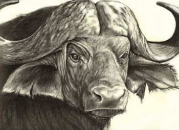 "African Buffalo"