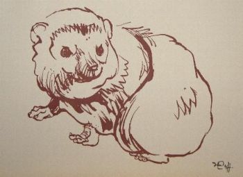 "Dassie 2"