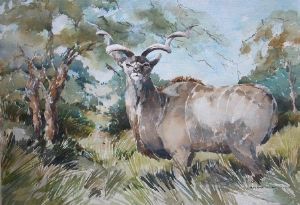 "Kudu Male"
