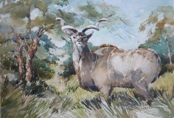 "Kudu Male"