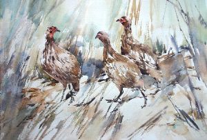 "3 Swainson's Francolin"