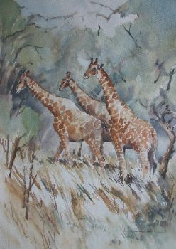 "Three Giraffe"