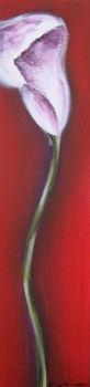 "Single arum lilly"