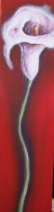 "Arum lilly"