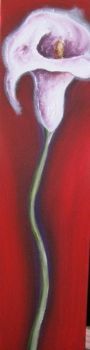 "Arum lilly"