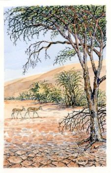 "Springbok"