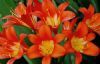 "Clivia"