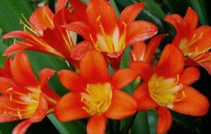 "Clivia"