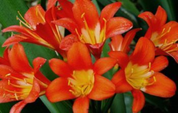"Clivia"