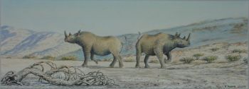"Kaokoveld Rhino"