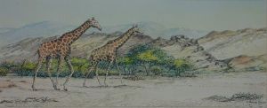 "Kaokoveld Giraffes"