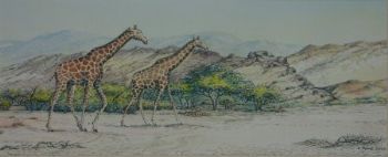 "Kaokoveld Giraffes"