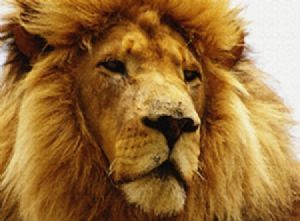 "Lion"