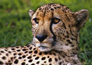"Cheetah"