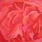 C Rose