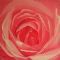 J Rose