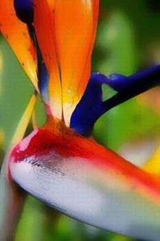 "Strelitzia"