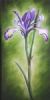 "The Purple Iris"