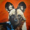 "wild dog"