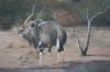 "Nyala at Waterhole"
