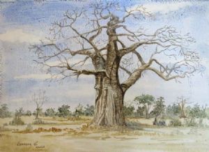 "Baobab"